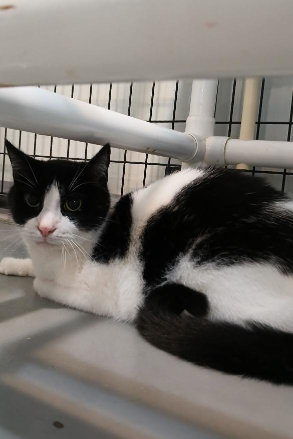 Enlarge Harry, a ADOPTABLE American Shorthair in Iowa Falls, IA image 1/1