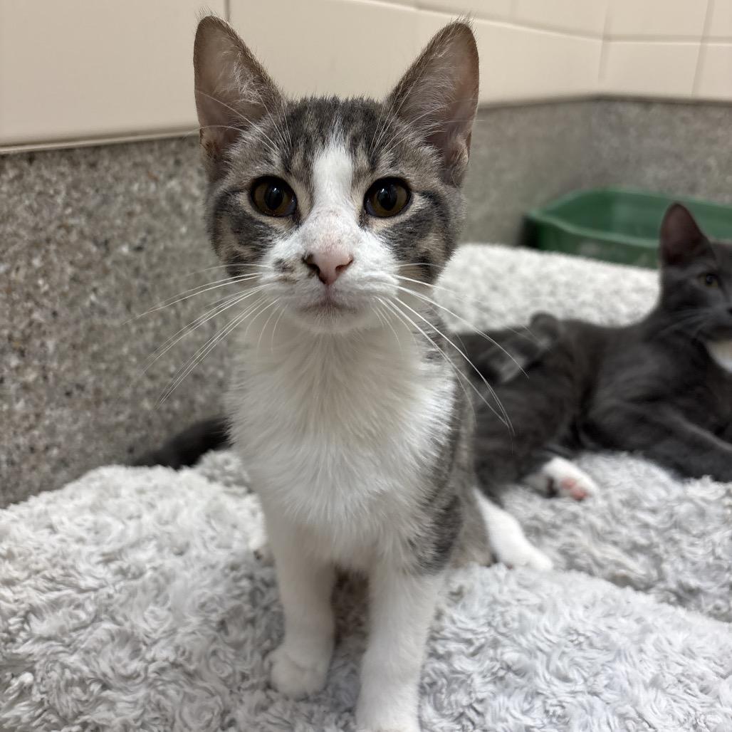 Legend, Adoptable, Kitten Male Domestic Short Hair.