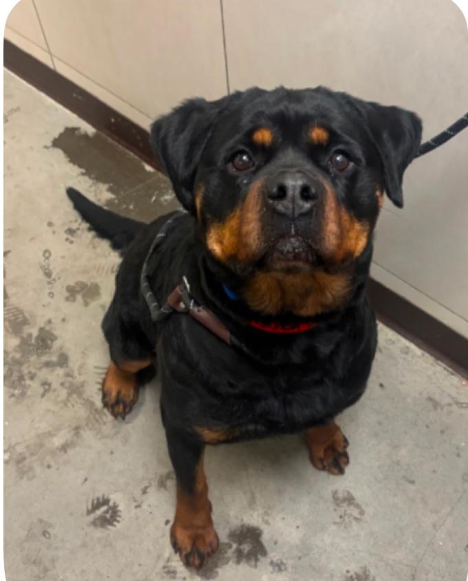 LOLA, ADOPTABLE, Adult Female Rottweiler.