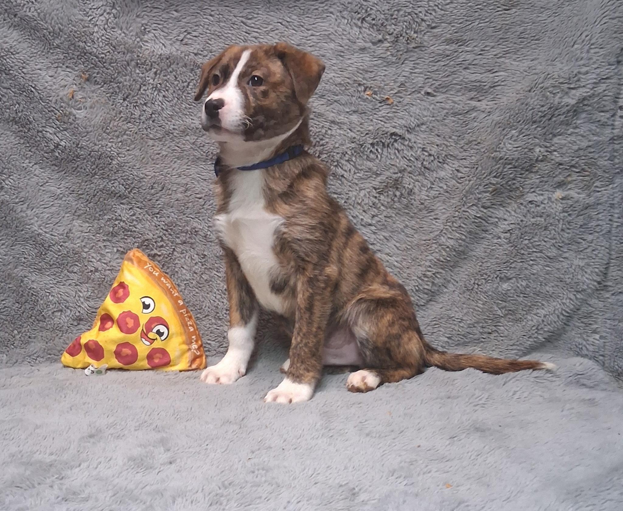 Enlarge Denver - Come Meet Me!, a ADOPTABLE mixed breed in Medfield, MA image 2/3