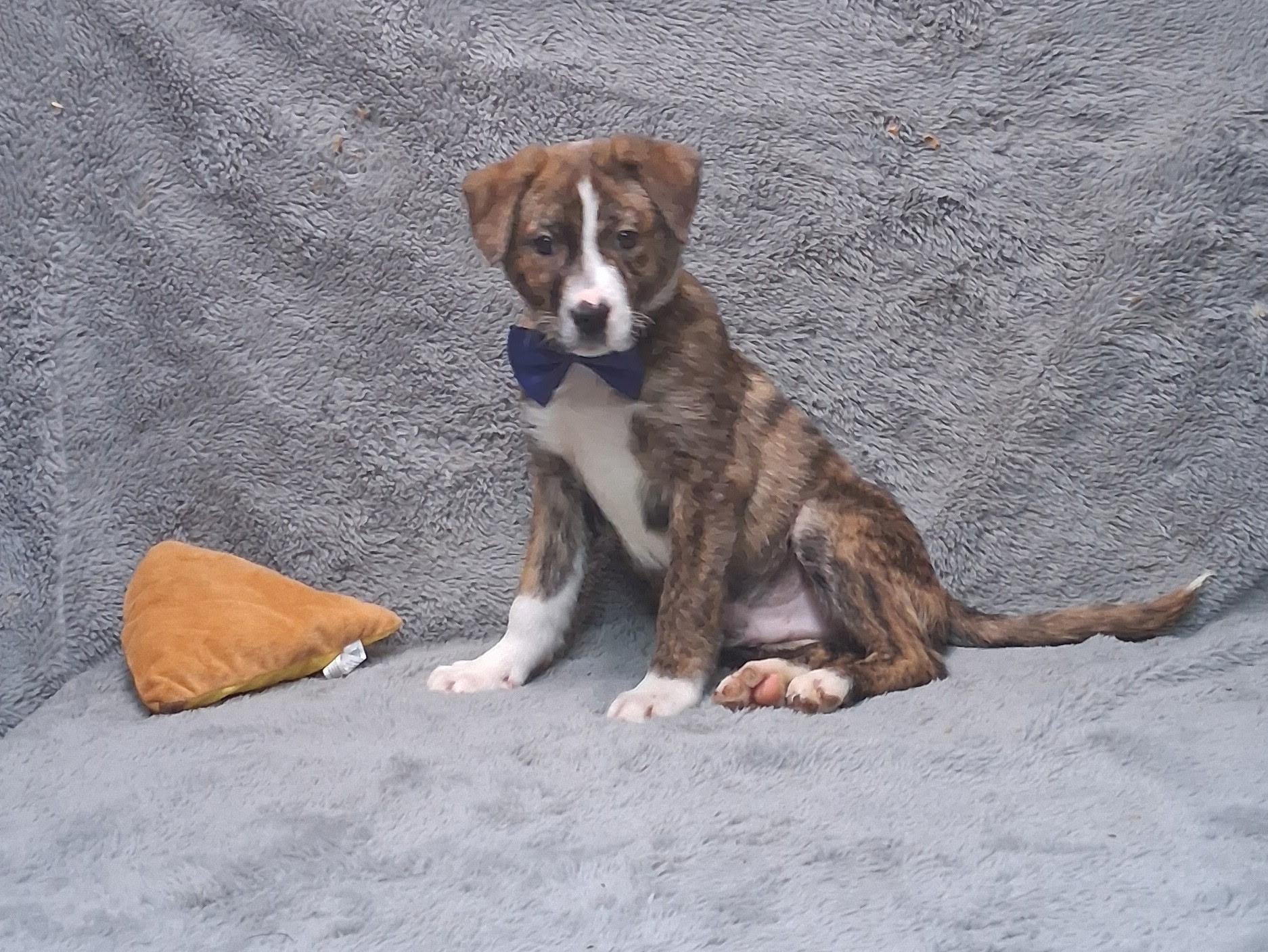 Enlarge Denver - Come Meet Me!, a ADOPTABLE mixed breed in Medfield, MA image 1/3