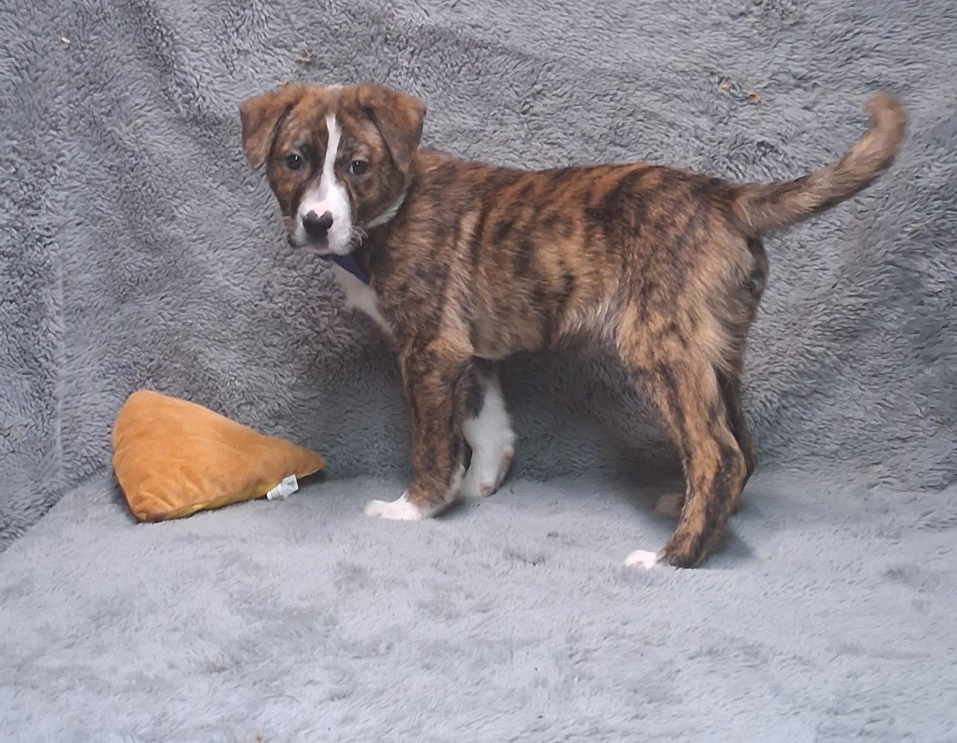 Enlarge Denver - Come Meet Me!, a ADOPTABLE mixed breed in Medfield, MA image 3/3