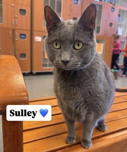 Sulley, Adoptable, Adult Male Domestic Short Hair & Domestic Short Hair.