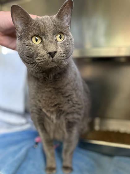 Sulley, Adoptable, Adult Male Domestic Short Hair & Domestic Short Hair.