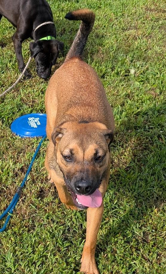 Enlarge Serrano, a Adoptable mixed breed in Carthage, IL image 5/6