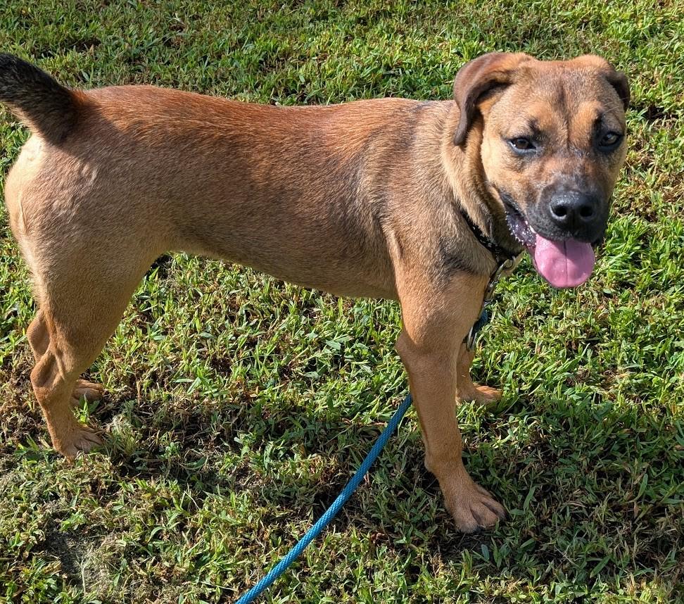 Serrano, Adoptable, Young Female German Shepherd Dog.