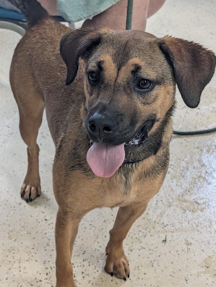 Enlarge Serrano, a Adoptable mixed breed in Carthage, IL image 6/6