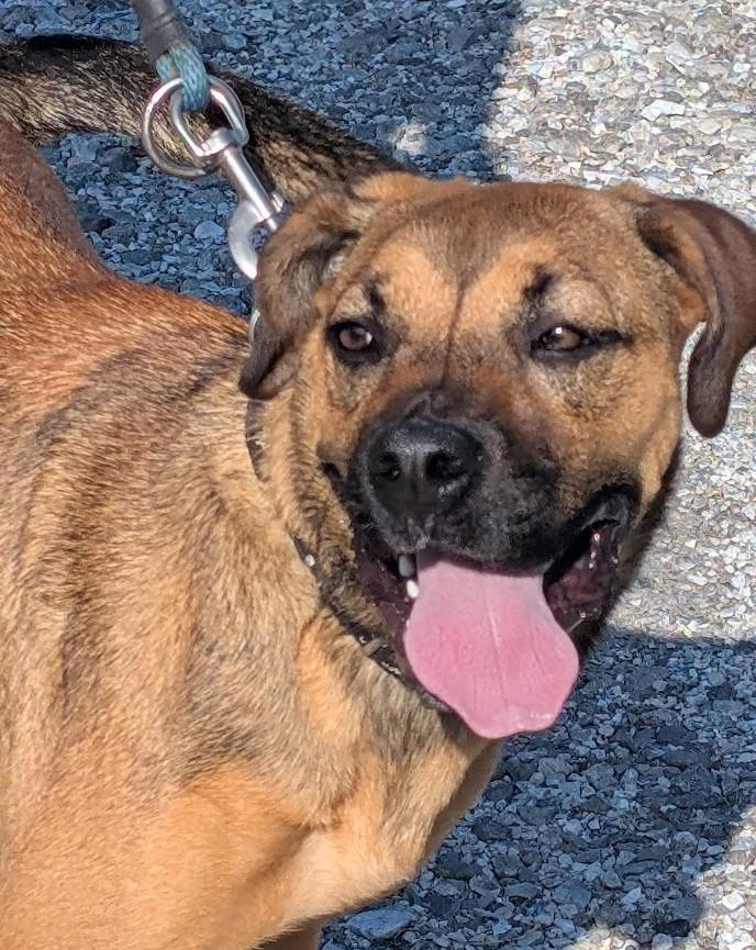 Enlarge Serrano, a Adoptable mixed breed in Carthage, IL image 2/6