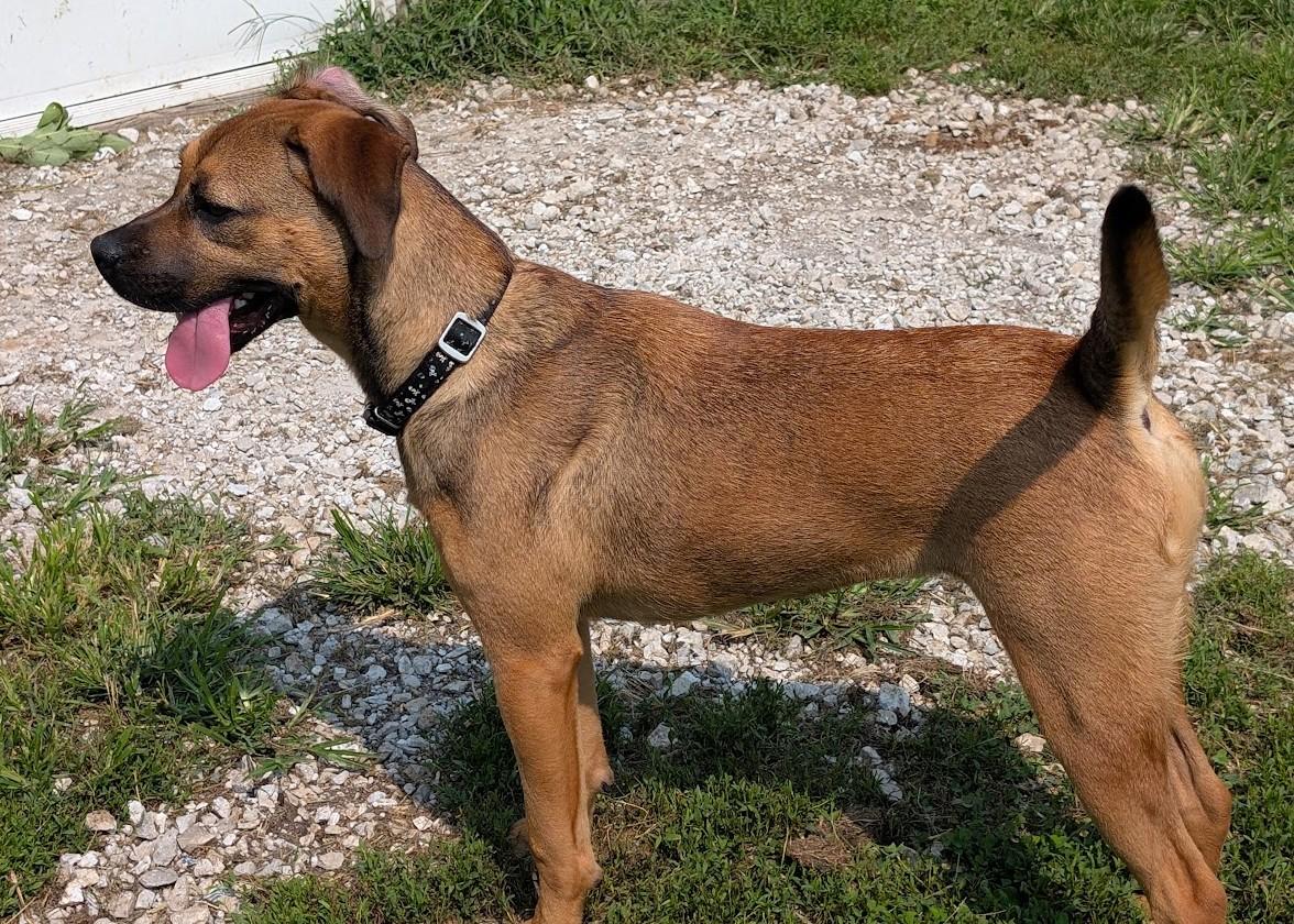 Enlarge Serrano, a Adoptable mixed breed in Carthage, IL image 3/6