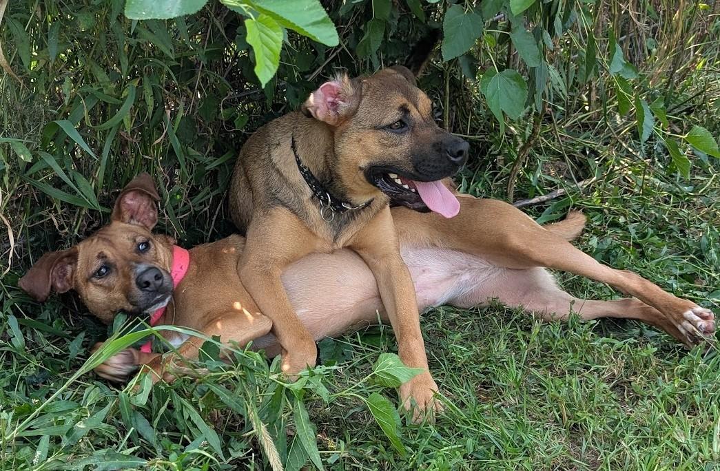 Enlarge Serrano, a Adoptable mixed breed in Carthage, IL image 4/6