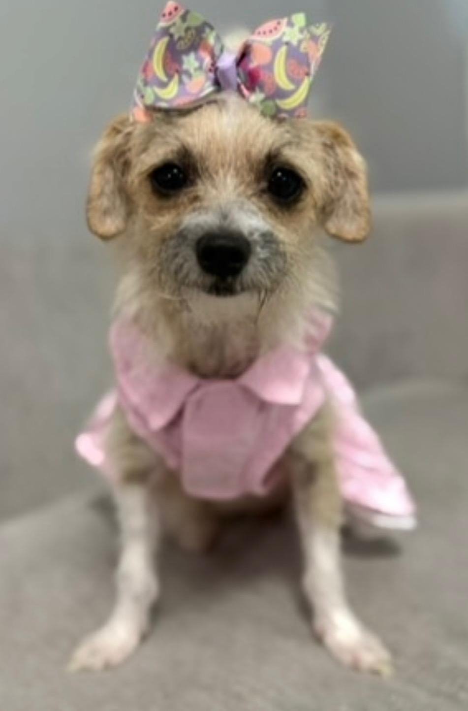 Enlarge Celina, a Adoptable mixed breed in Putnam, CT image 3/3
