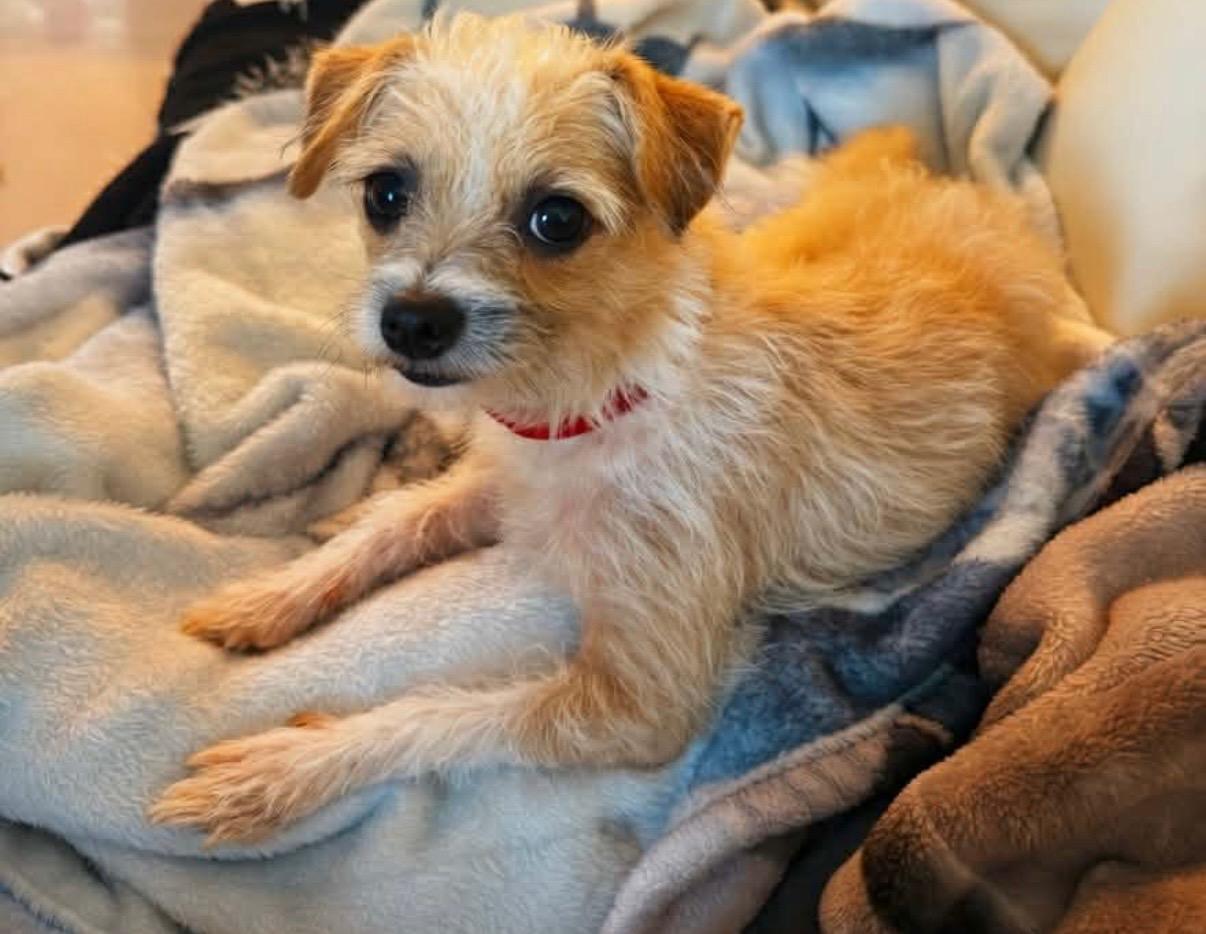 Celina, Adoptable, Young Female Terrier.