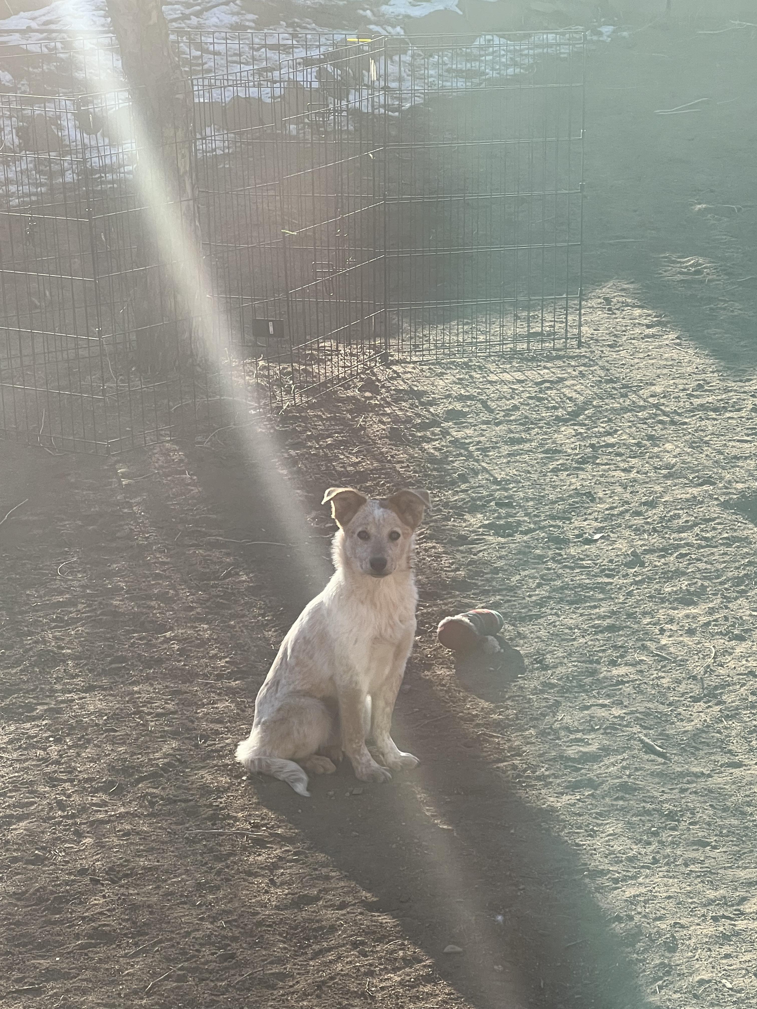 Patty, a ADOPTABLE mixed breed in Fort Collins, CO image 3/4