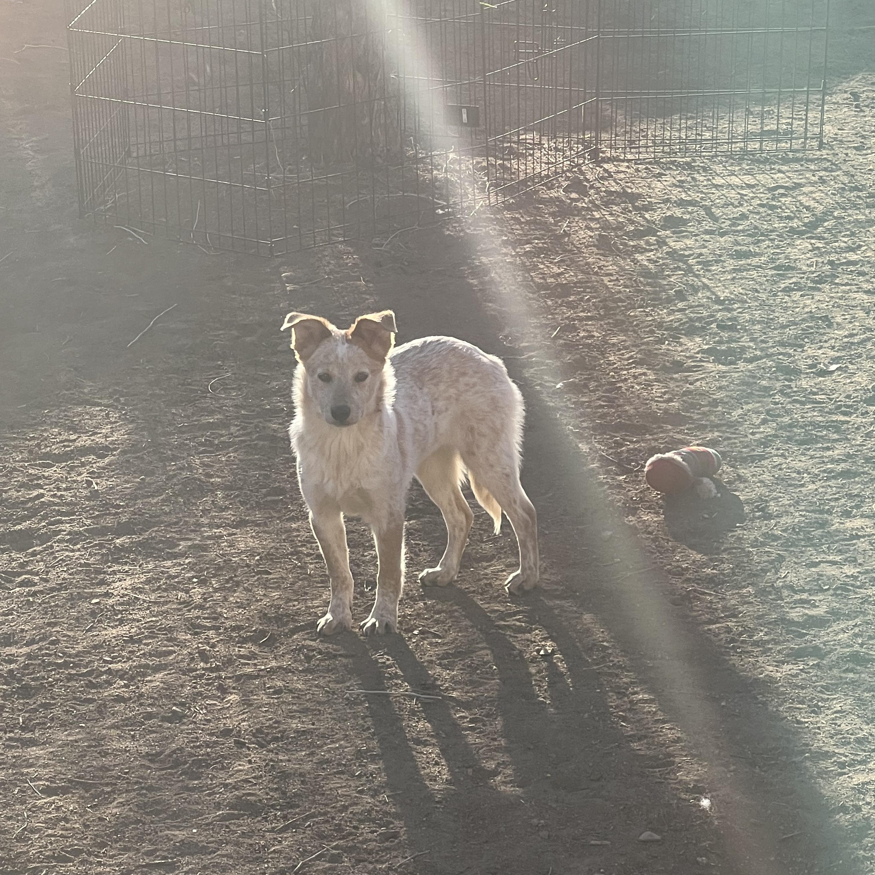 Patty, ADOPTABLE, Young Female Australian Cattle Dog / Blue Heeler & Australian Shepherd.