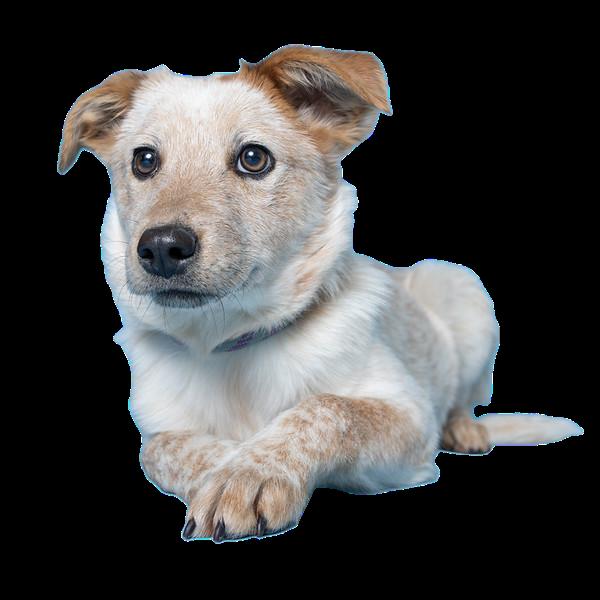 Patty, a ADOPTABLE mixed breed in Fort Collins, CO image 2/4