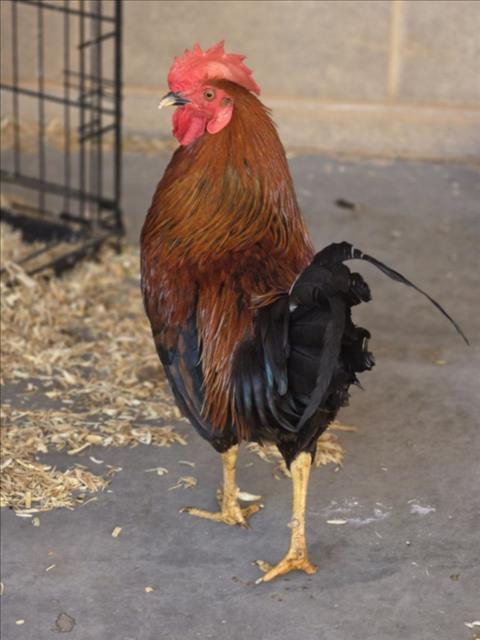 RICHARD, Adoptable, Adult Male Chicken.