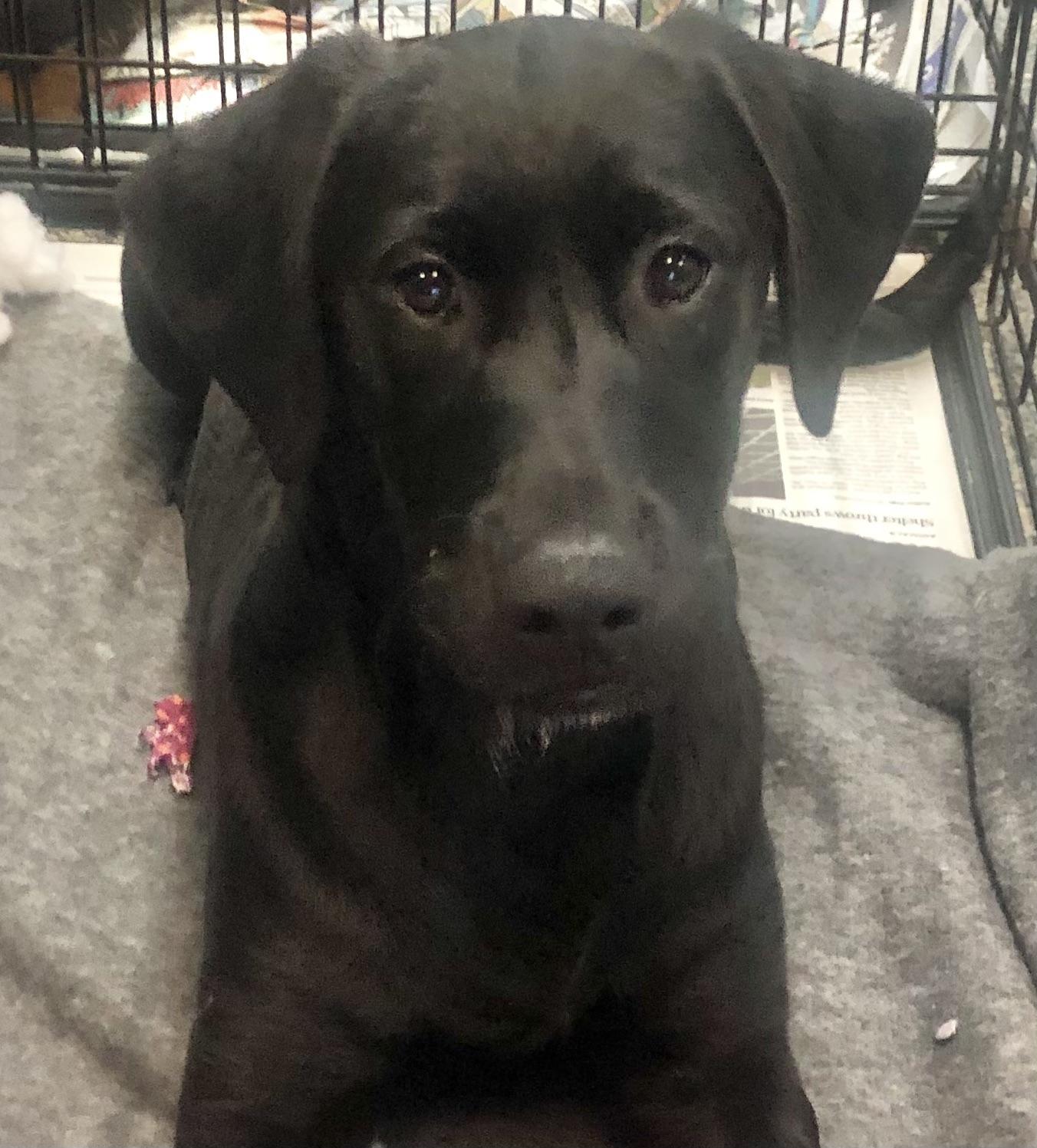 Enlarge Fig, a Adoptable mixed breed in Parma, OH image 1/2