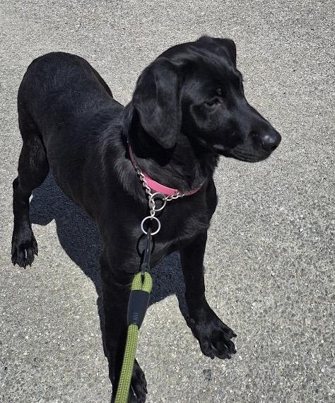 Enlarge Fig, a Adoptable mixed breed in Parma, OH image 2/2