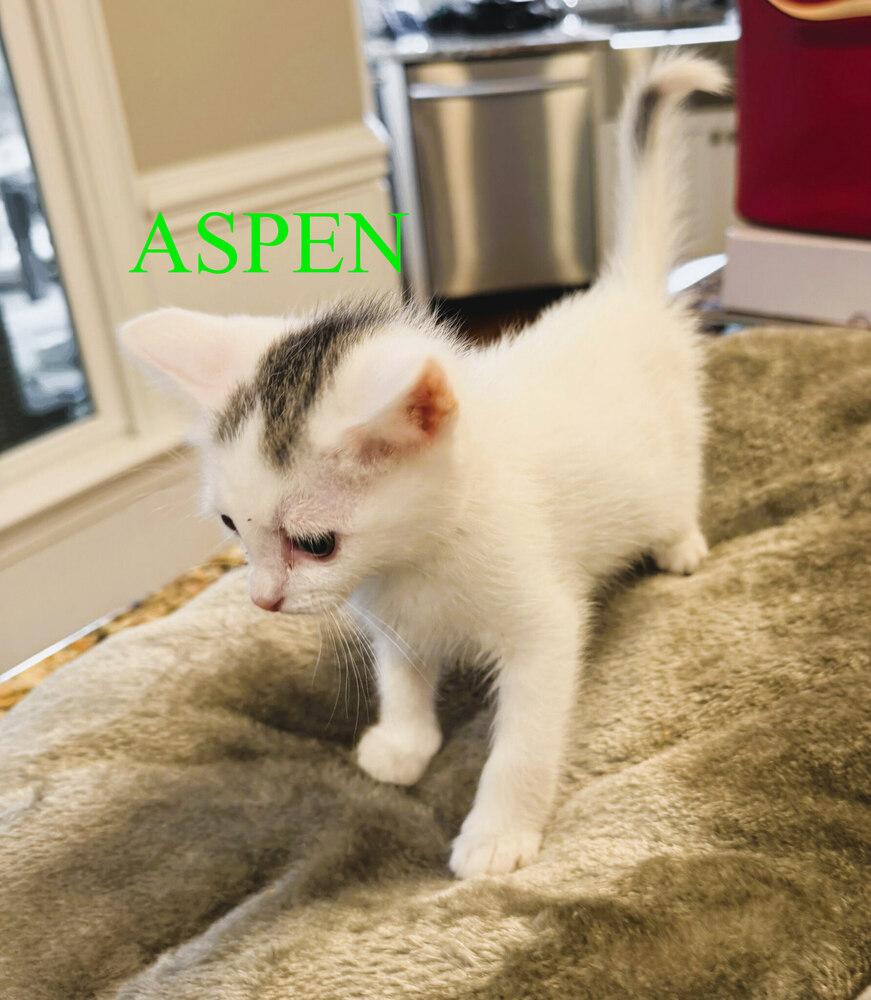 ASPEN, a Adoptable mixed breed in Mooresville, NC image 3/4