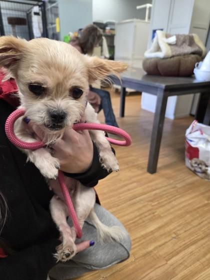Precious, Adoptable, Senior Female Shih Tzu & Mixed Breed.