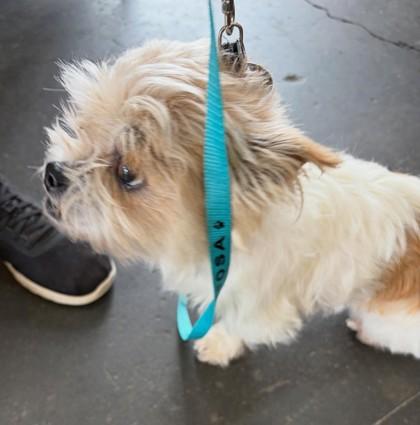 Enlarge Precious, a Adoptable mixed breed in Hillsboro, OR image 3/3