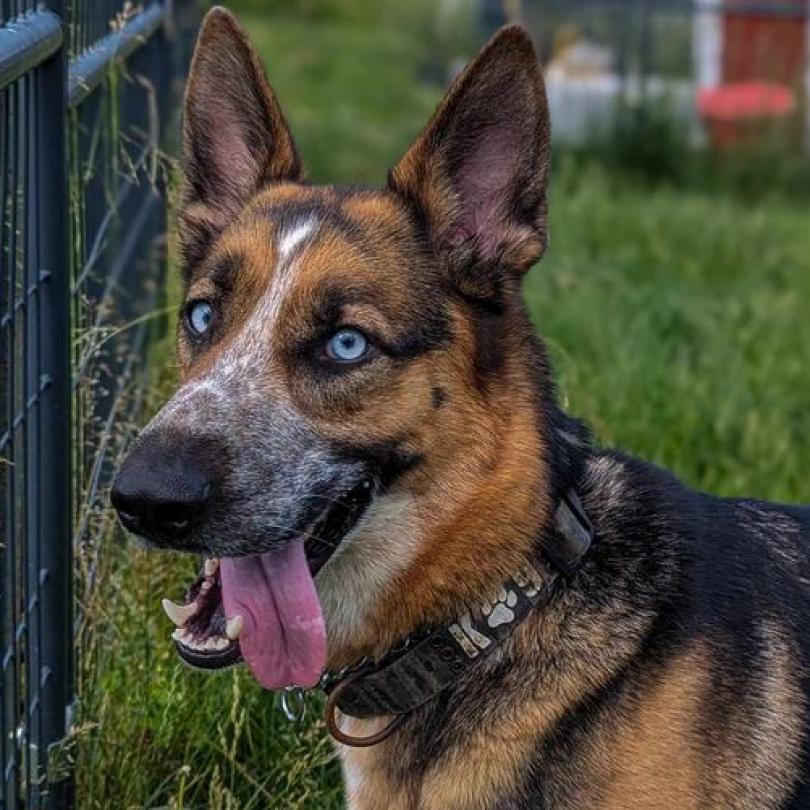 Enlarge Sai, a Adoptable Shepherd in Waynesboro, PA image 1/6