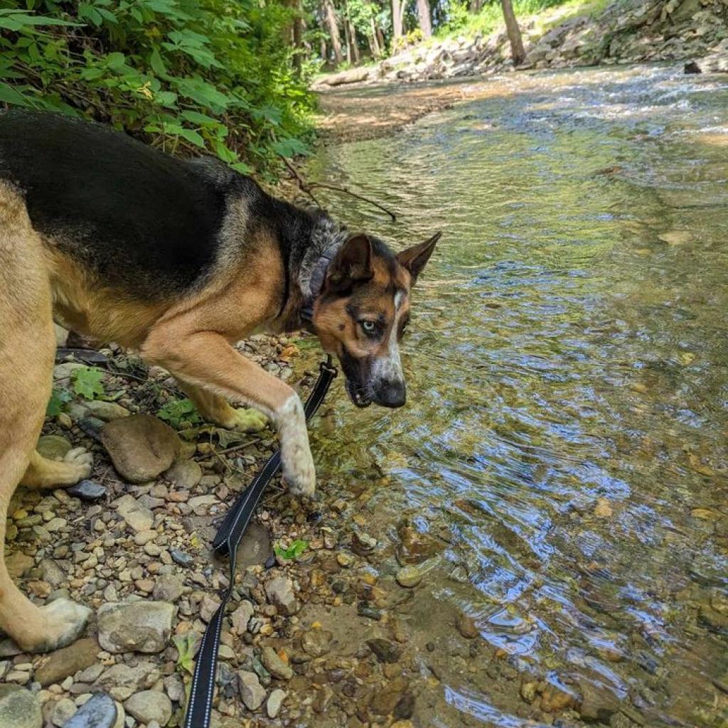 Enlarge Sai, a Adoptable Shepherd in Waynesboro, PA image 2/6