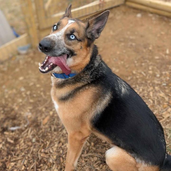 Enlarge Sai, a Adoptable Shepherd in Waynesboro, PA image 3/6