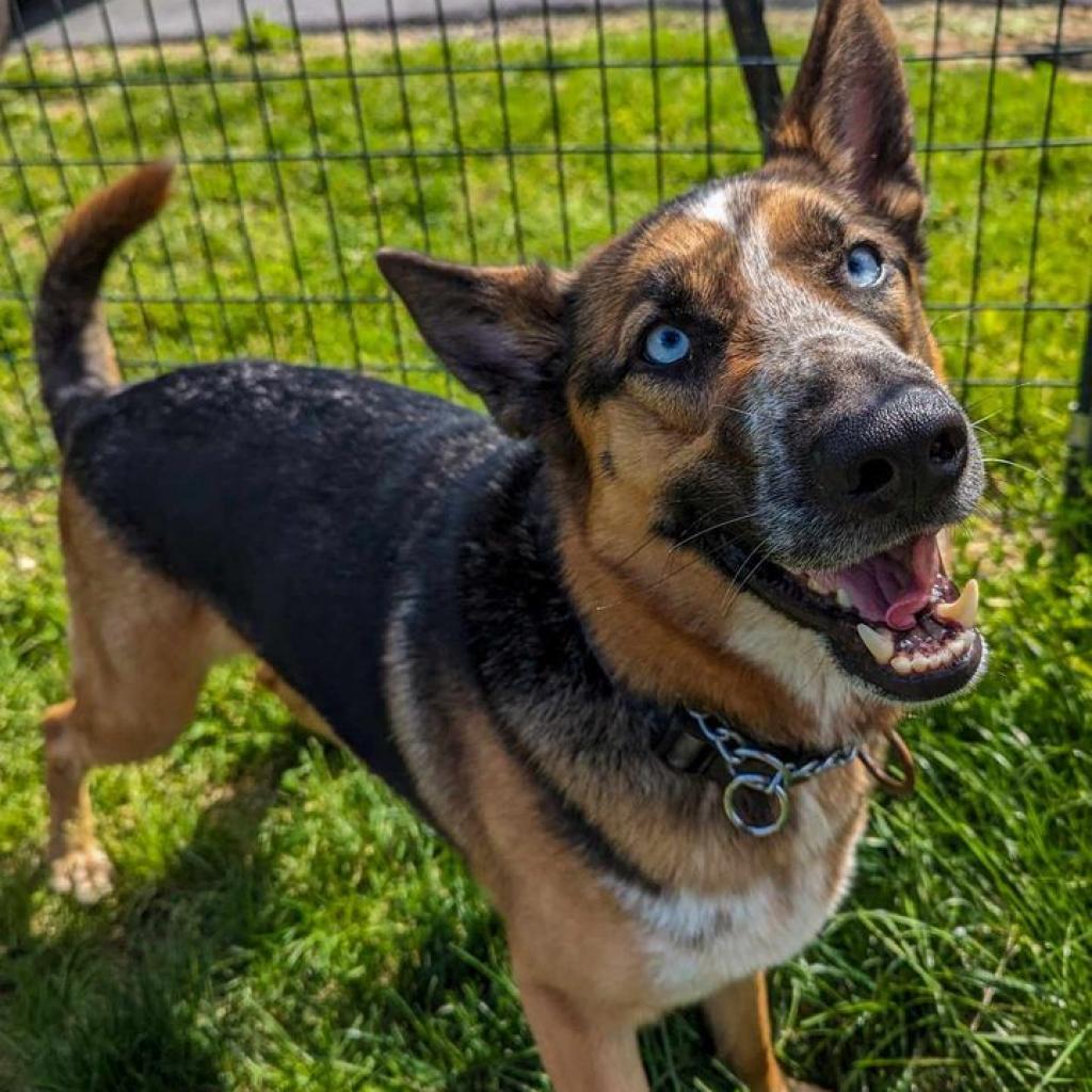 Enlarge Sai, a Adoptable Shepherd in Waynesboro, PA image 4/6