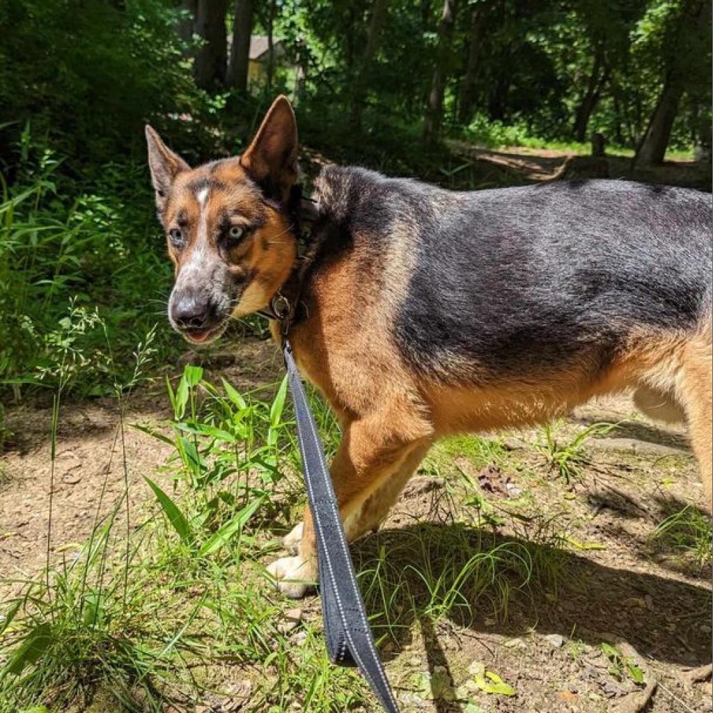 Enlarge Sai, a Adoptable Shepherd in Waynesboro, PA image 5/6