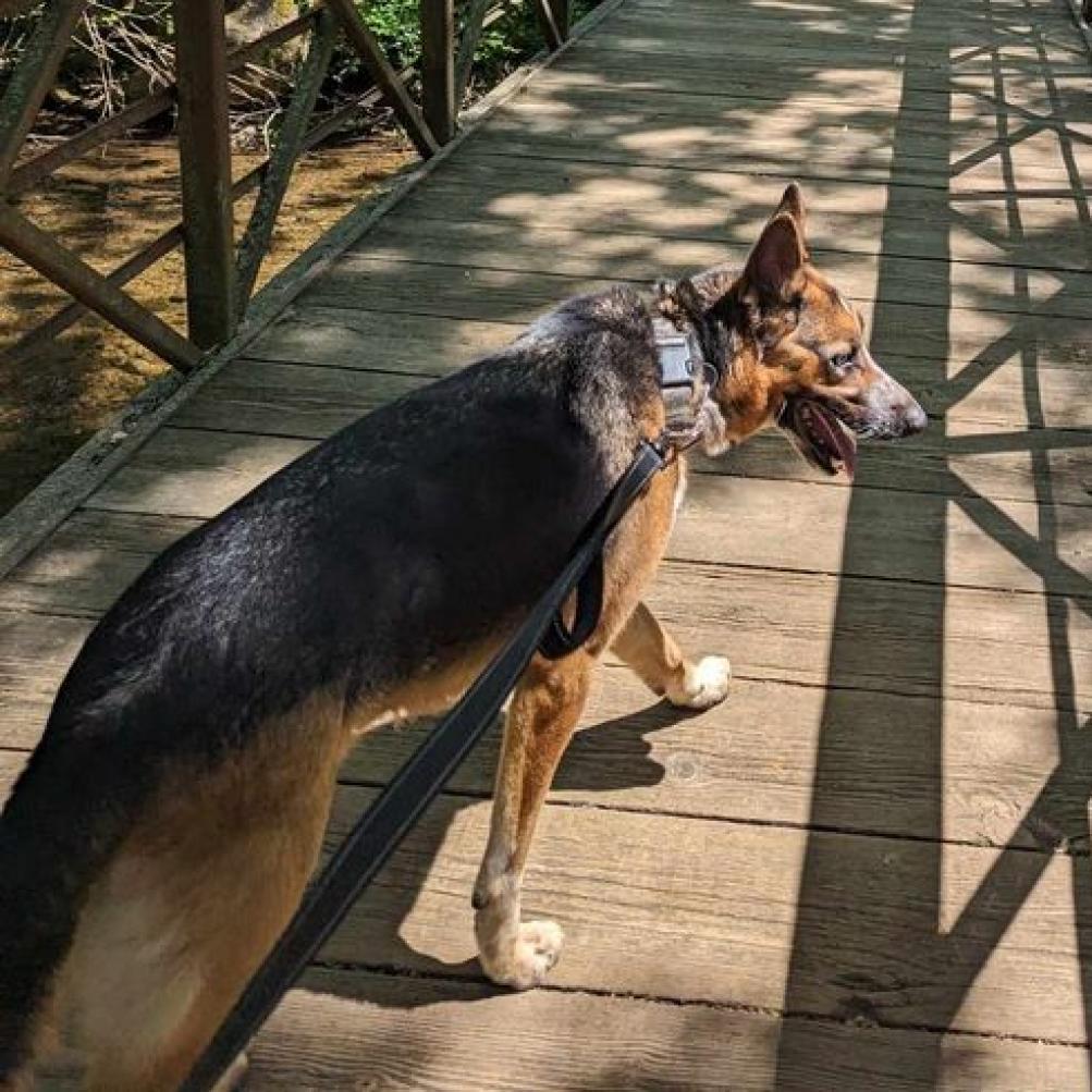 Enlarge Sai, a Adoptable Shepherd in Waynesboro, PA image 6/6