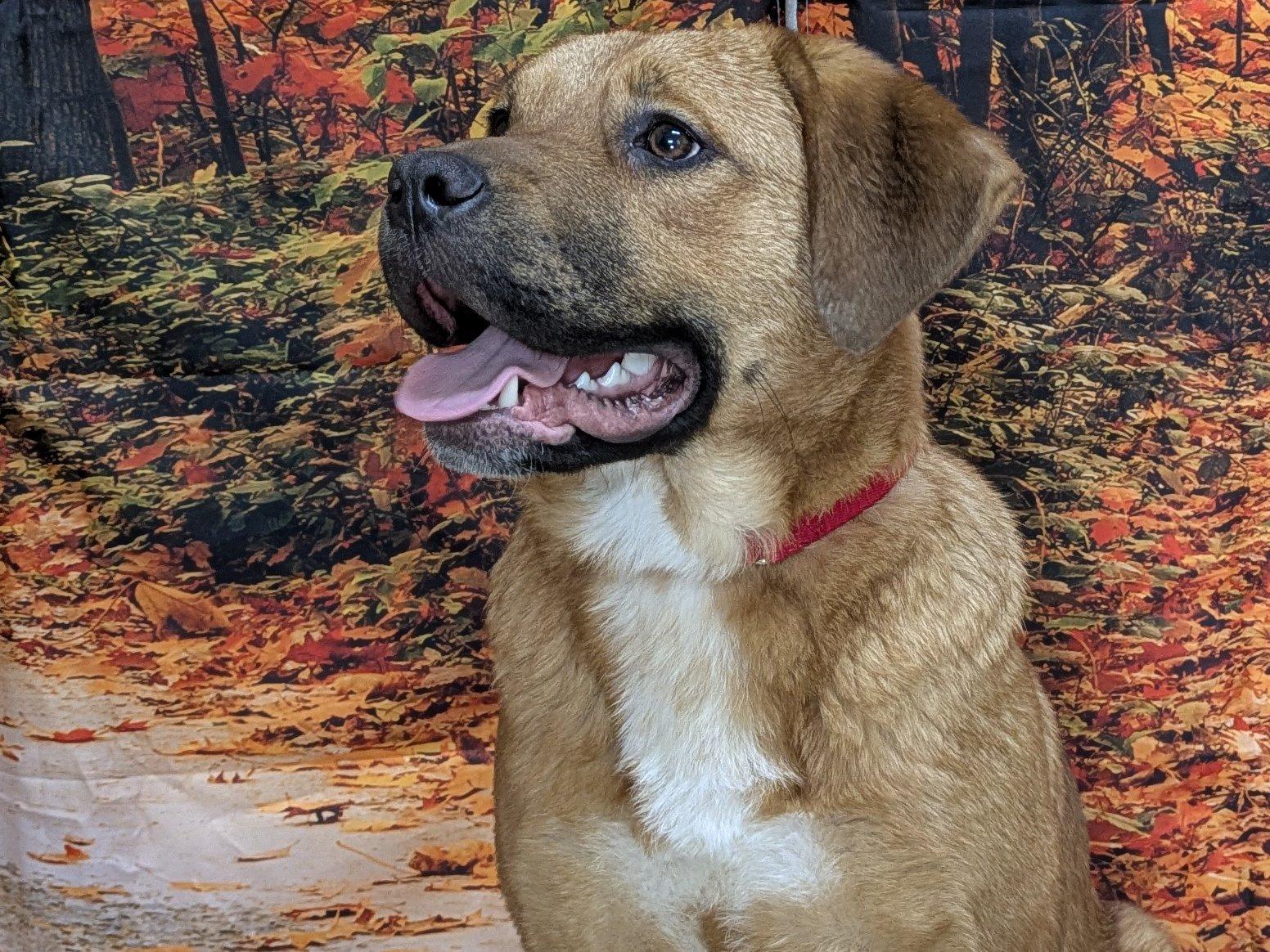 Enlarge Boudica, a Adoptable mixed breed in Monroe, WA image 3/6