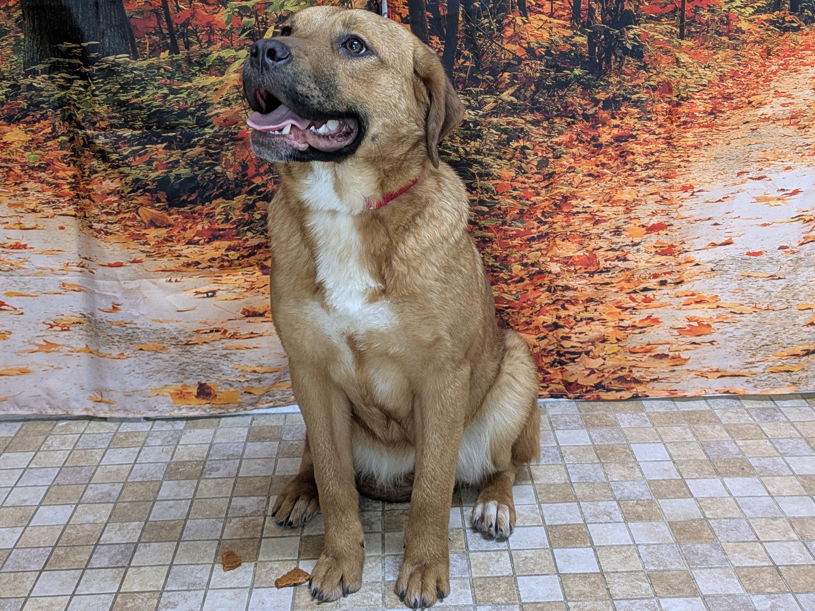 Enlarge Boudica, a Adoptable mixed breed in Monroe, WA image 4/6