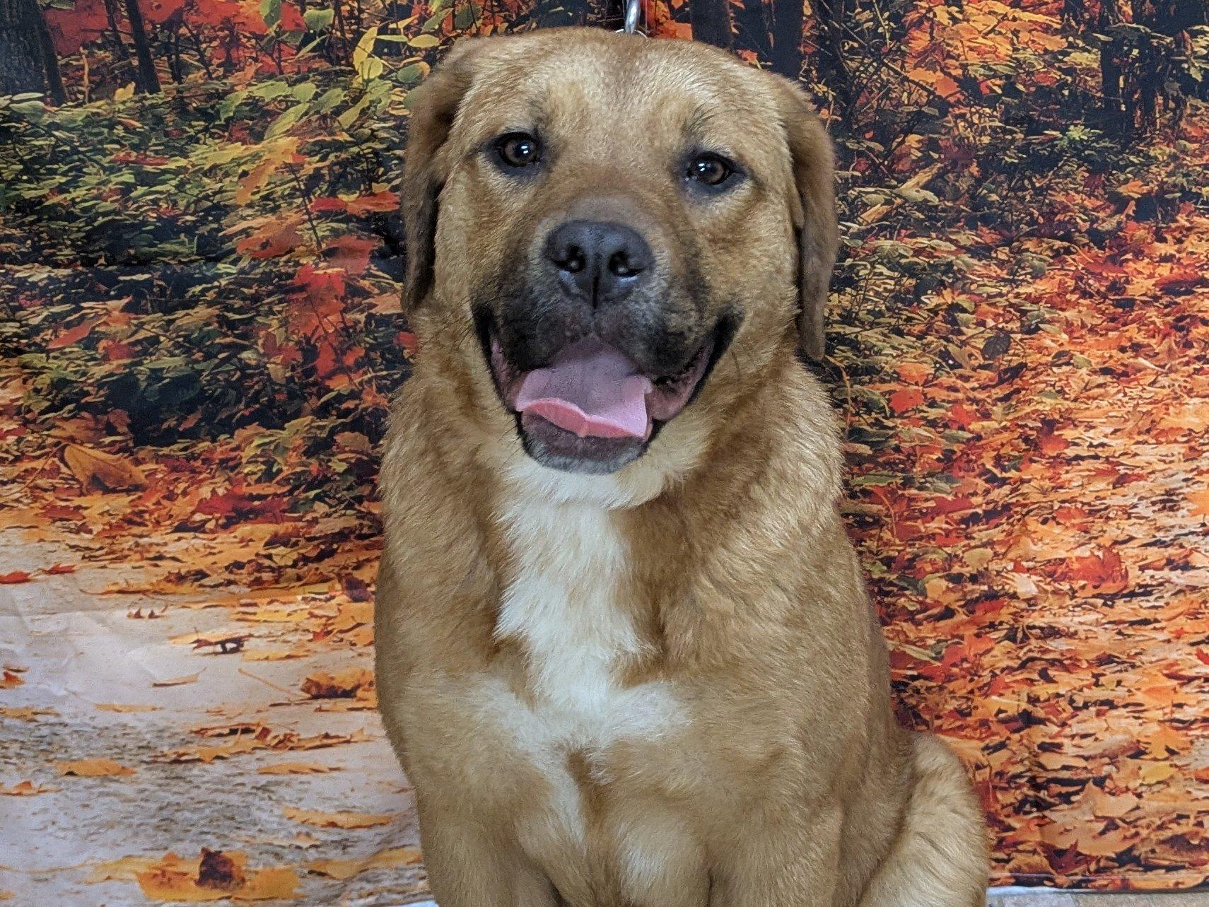 Enlarge Boudica, a Adoptable mixed breed in Monroe, WA image 1/6