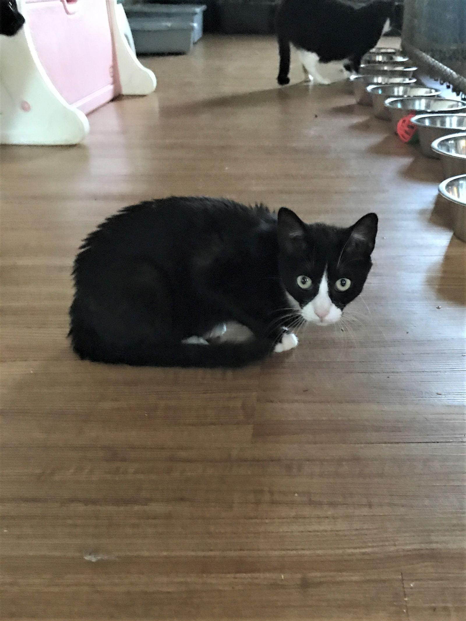 Abby, Adopted, Adult Female Tuxedo & Domestic Short Hair.