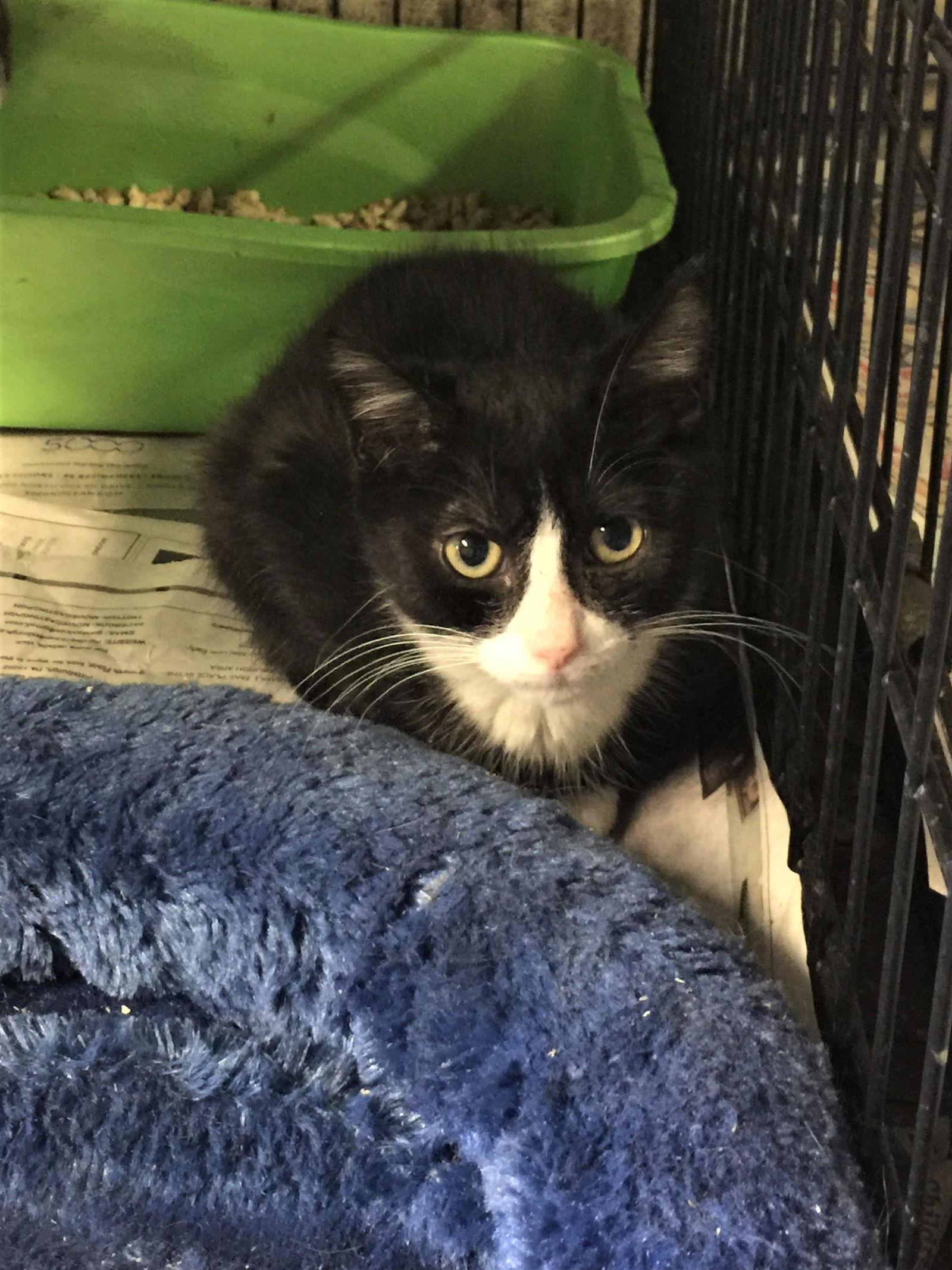 Abby, a Adopted mixed breed in Apollo, PA image 2/3