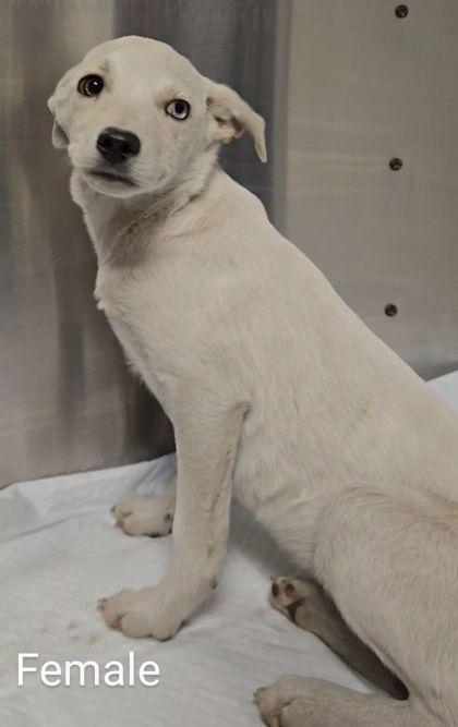 Enlarge Gumdrop, a Adoptable mixed breed in Fresno, CA image 1/1