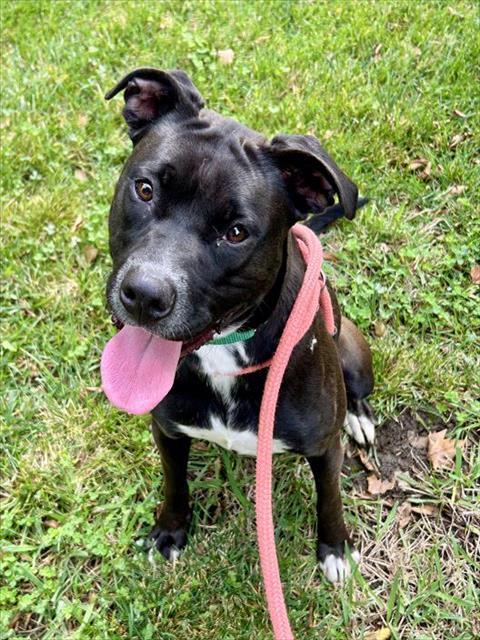 SADIE, Adoptable, Young Female Pit Bull Terrier & Mixed Breed.