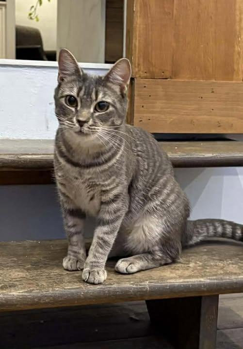 Mia, adopted, Adult Female Domestic Short Hair.