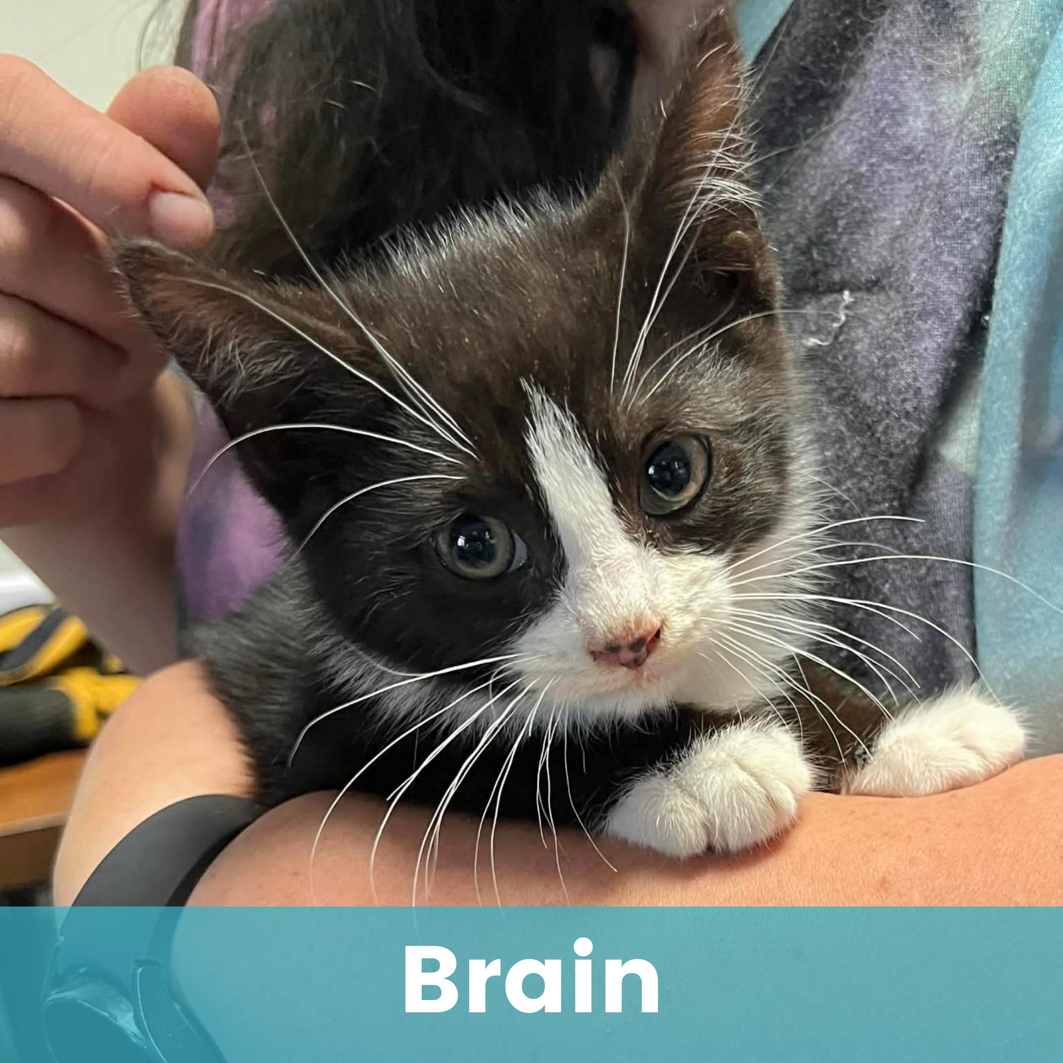 Brain, ADOPTABLE, Kitten Male Domestic Short Hair.