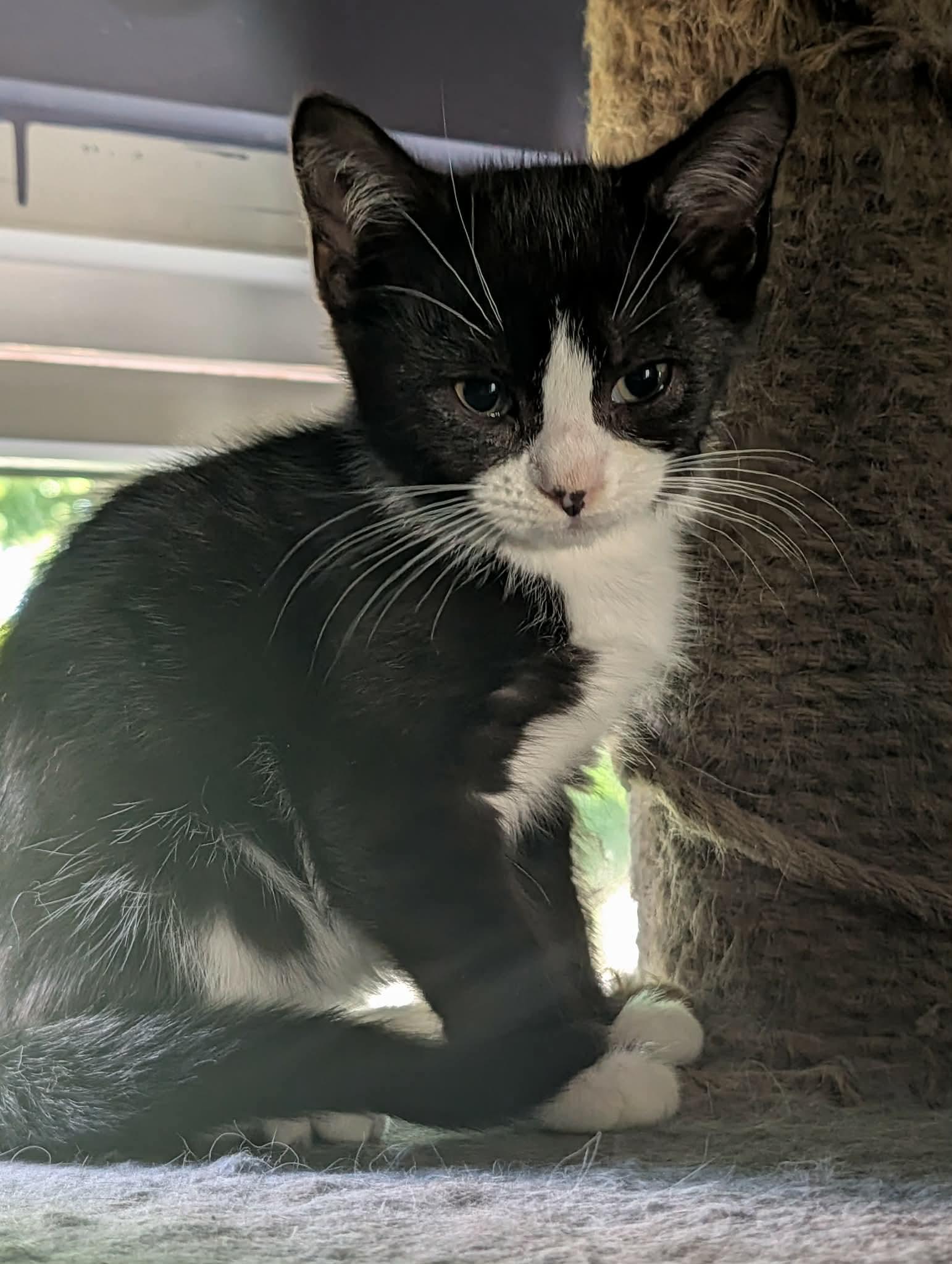 Enlarge Brain, a ADOPTABLE Domestic Short Hair in Rochester , NY image 6/6