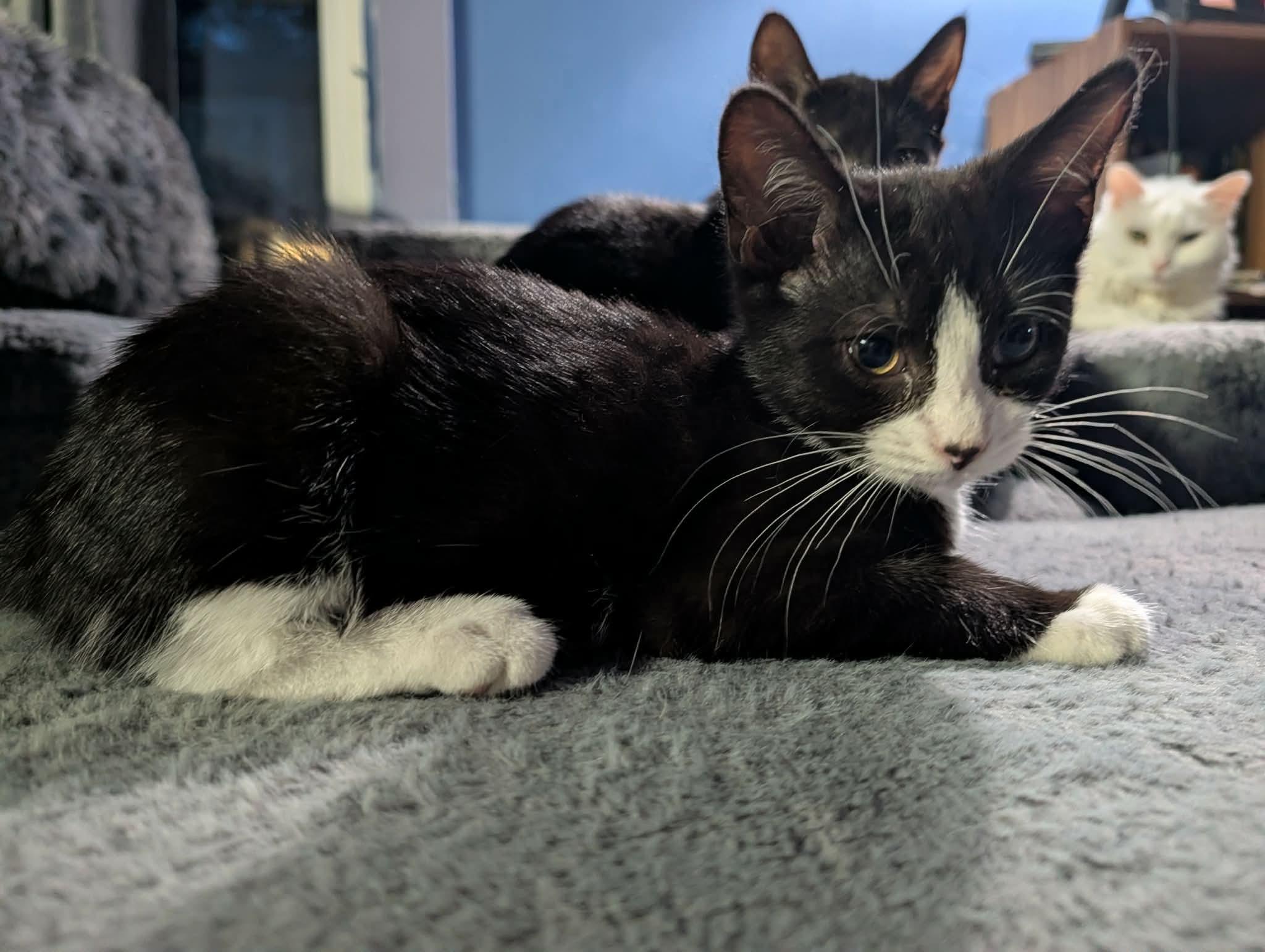 Enlarge Brain, a ADOPTABLE Domestic Short Hair in Rochester , NY image 2/6