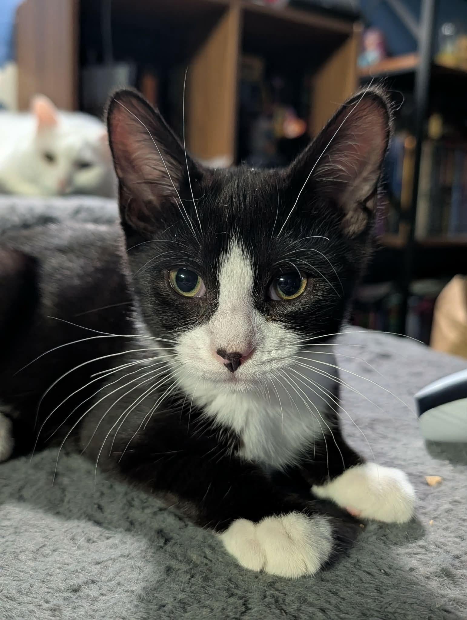 Enlarge Brain, a ADOPTABLE Domestic Short Hair in Rochester , NY image 4/6
