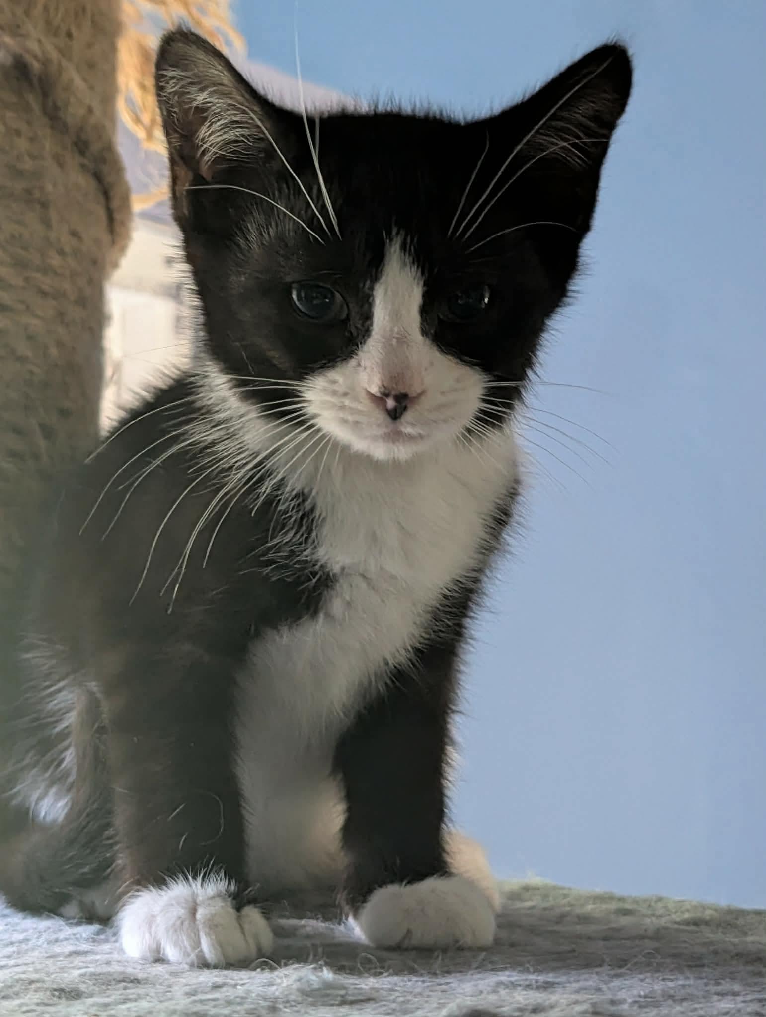 Enlarge Brain, a ADOPTABLE Domestic Short Hair in Rochester , NY image 3/6