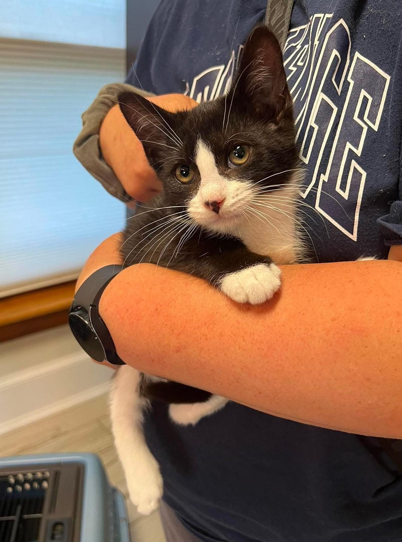 Enlarge Brain, a ADOPTABLE Domestic Short Hair in Rochester , NY image 5/6