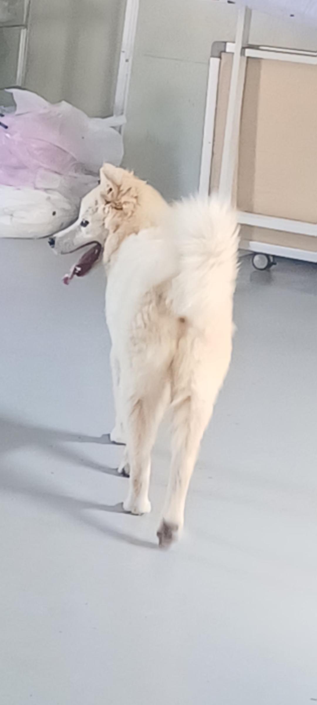 Enlarge JINSUN, a Adopted mixed breed in Duluth, GA image 2/4