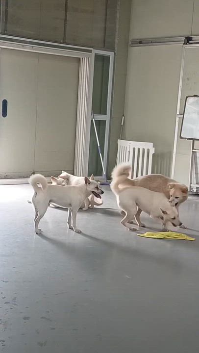 Enlarge JINSUN, a Adopted mixed breed in Duluth, GA video 4/4