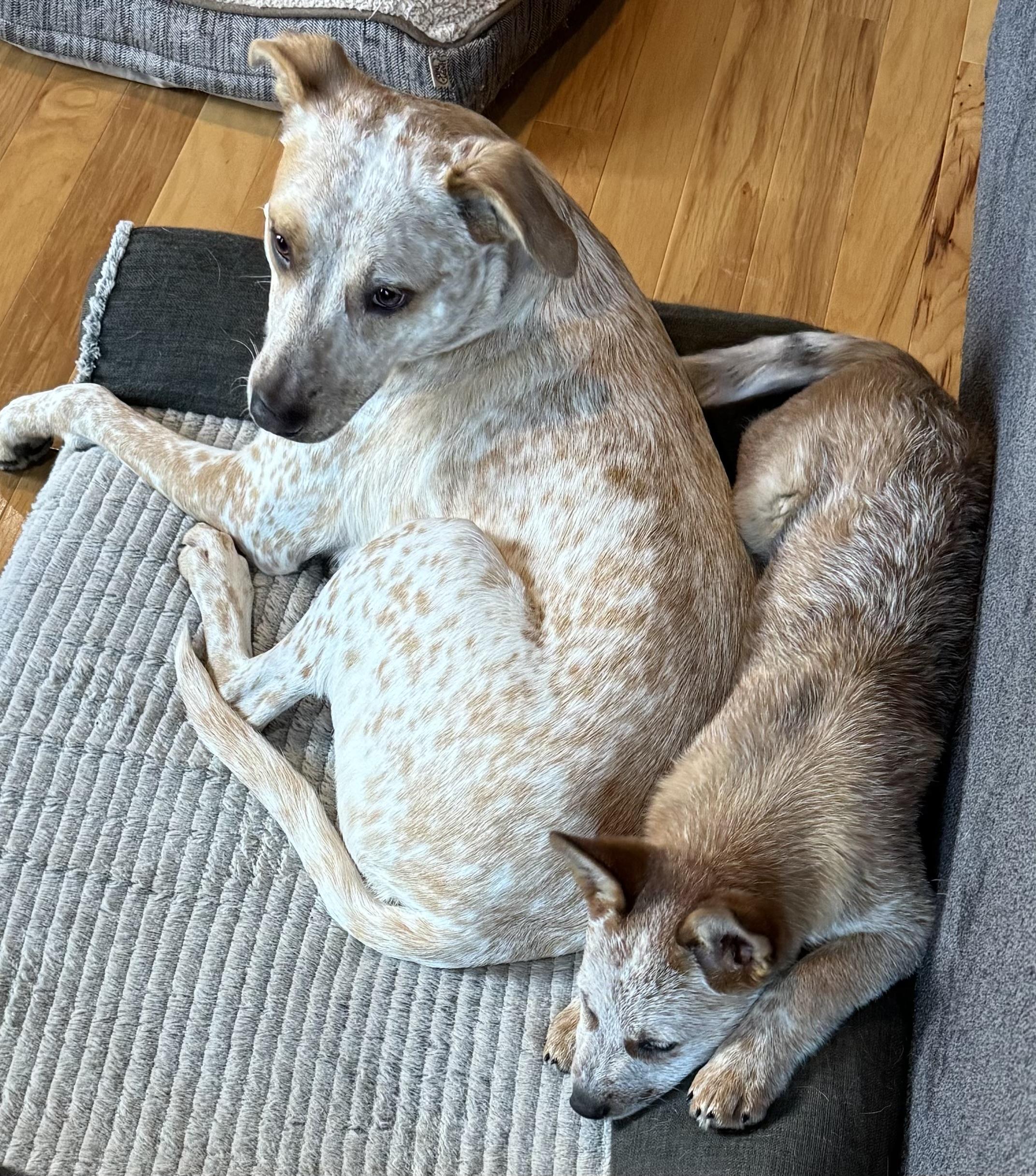 Enlarge Stormy, a ADOPTABLE Australian Cattle Dog / Blue Heeler in Troy, MI image 1/6