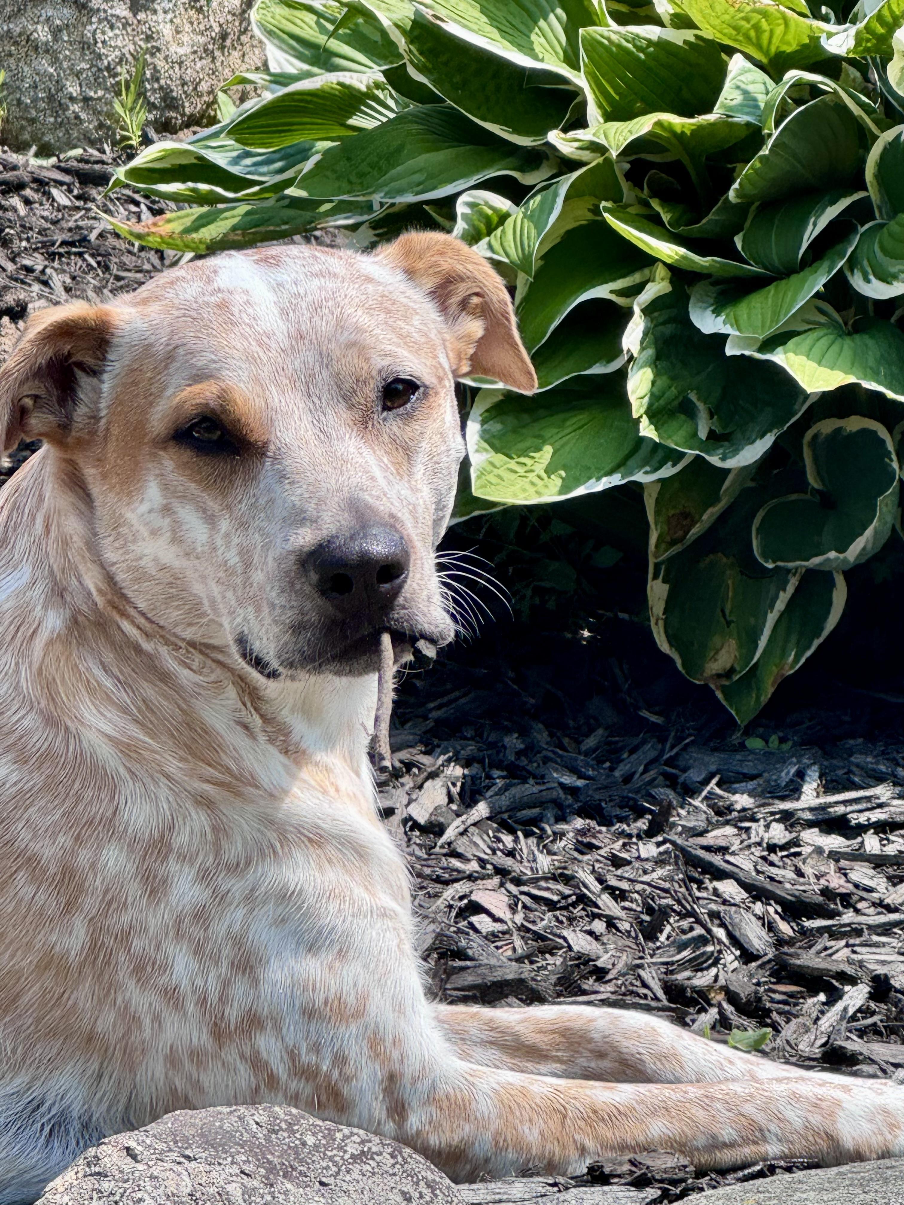 Enlarge Stormy, a ADOPTABLE Australian Cattle Dog / Blue Heeler in Troy, MI image 2/6