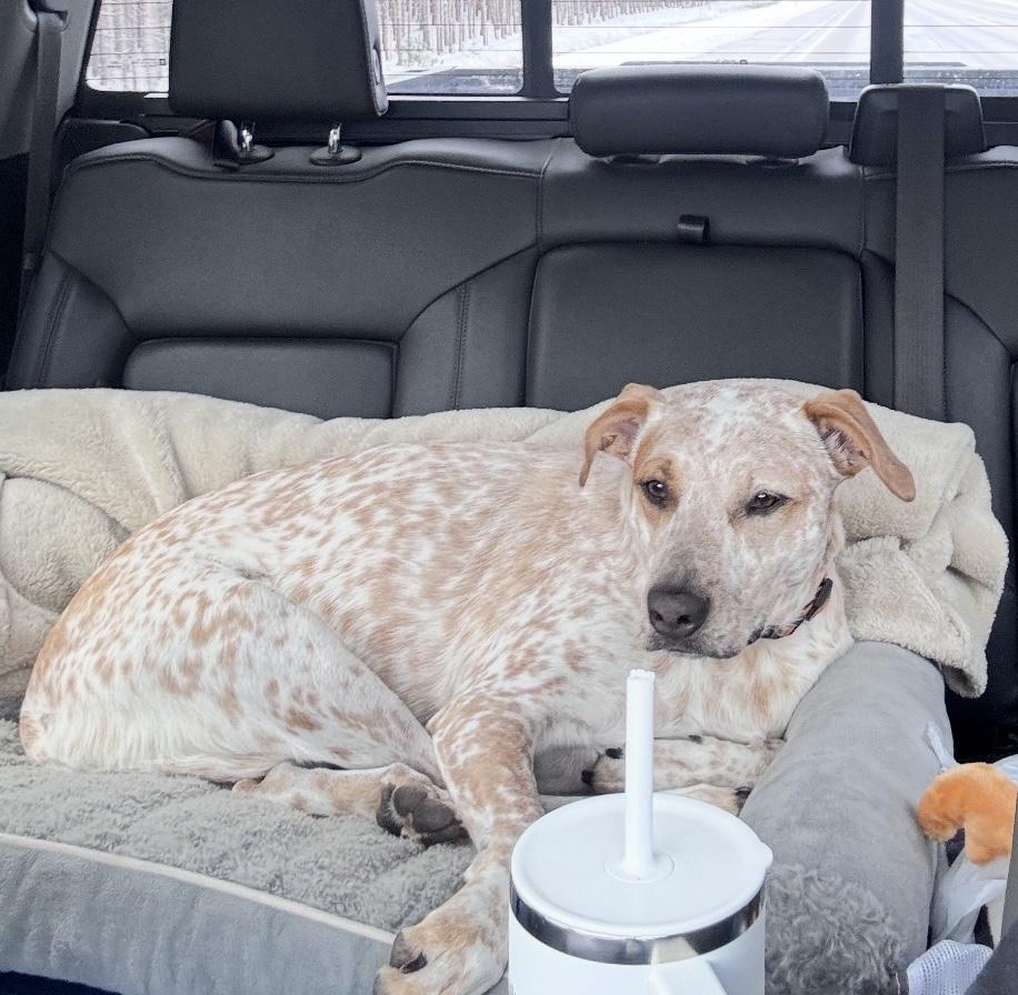 Enlarge Stormy, a ADOPTABLE Australian Cattle Dog / Blue Heeler in Troy, MI image 3/6